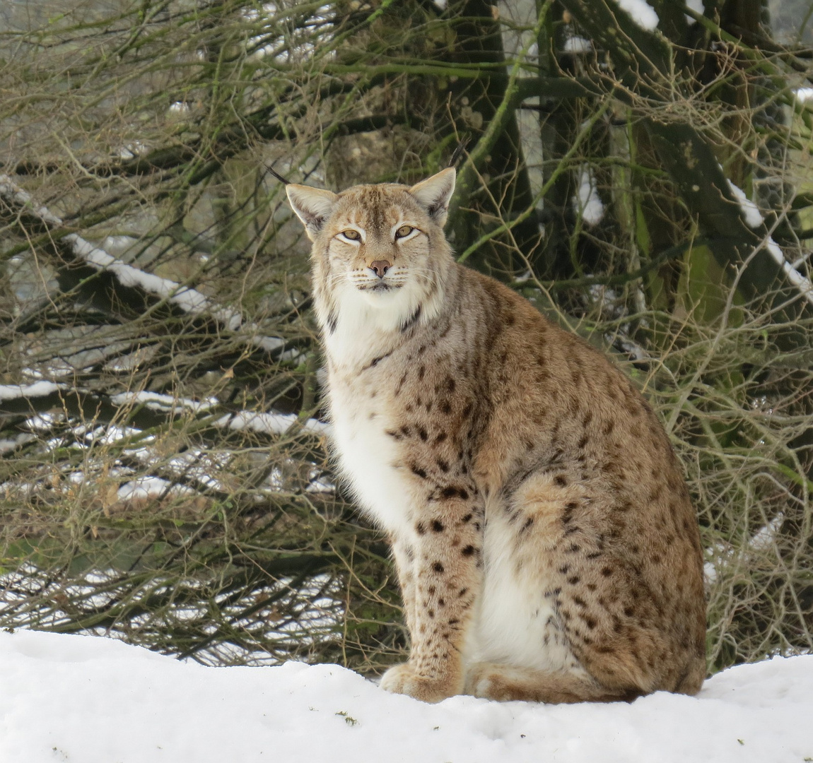 Luchs