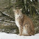 Luchs