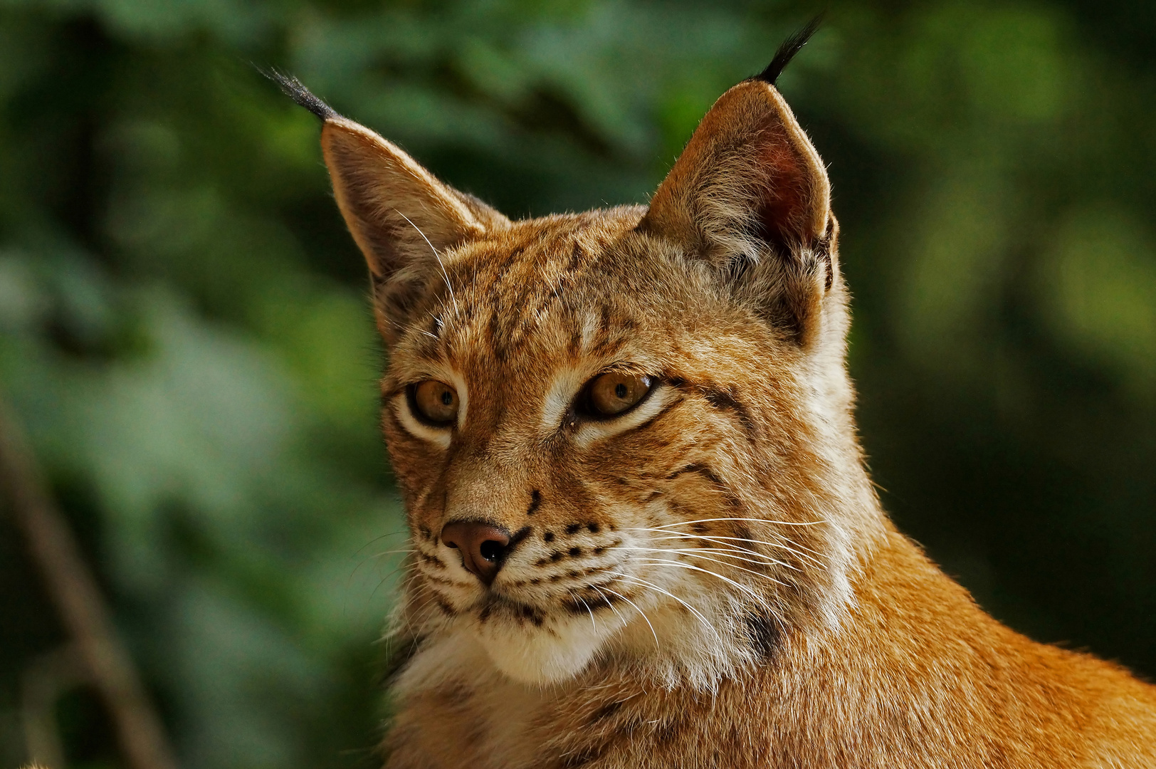 Luchs...