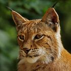 Luchs...