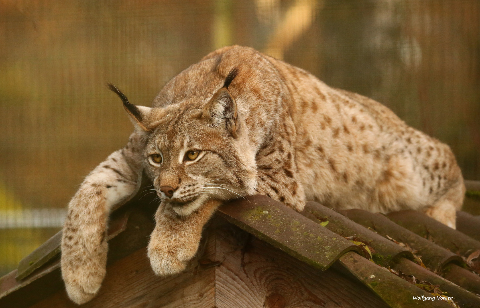 Luchs