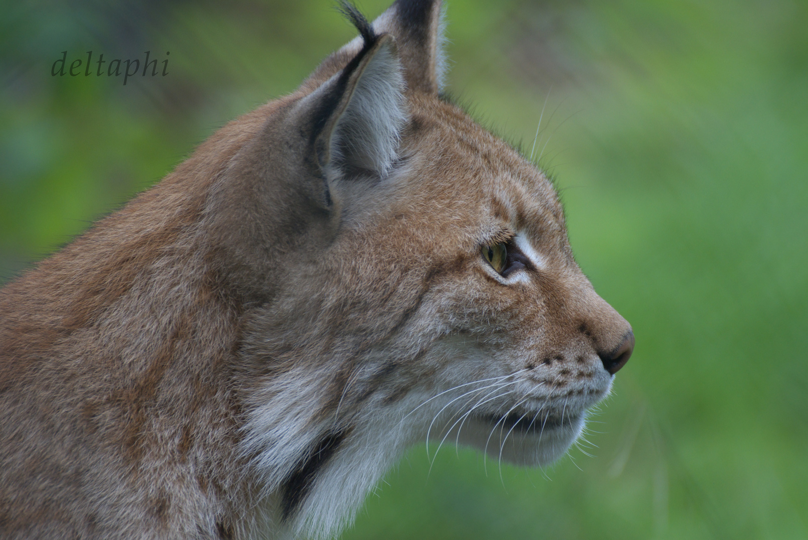 Luchs