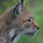 Luchs