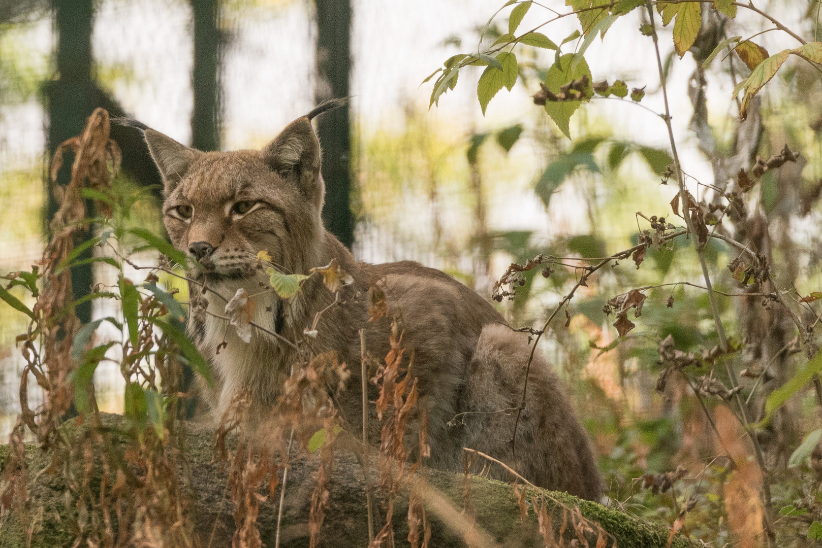 Luchs