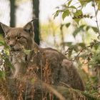 Luchs