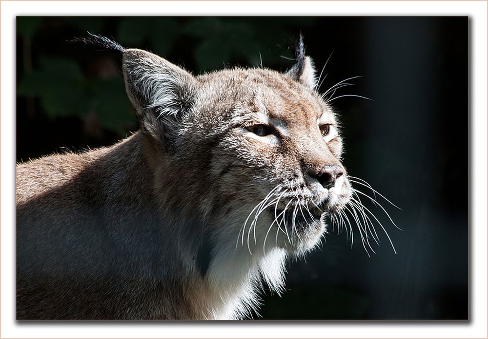 LUCHS