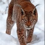 Luchs