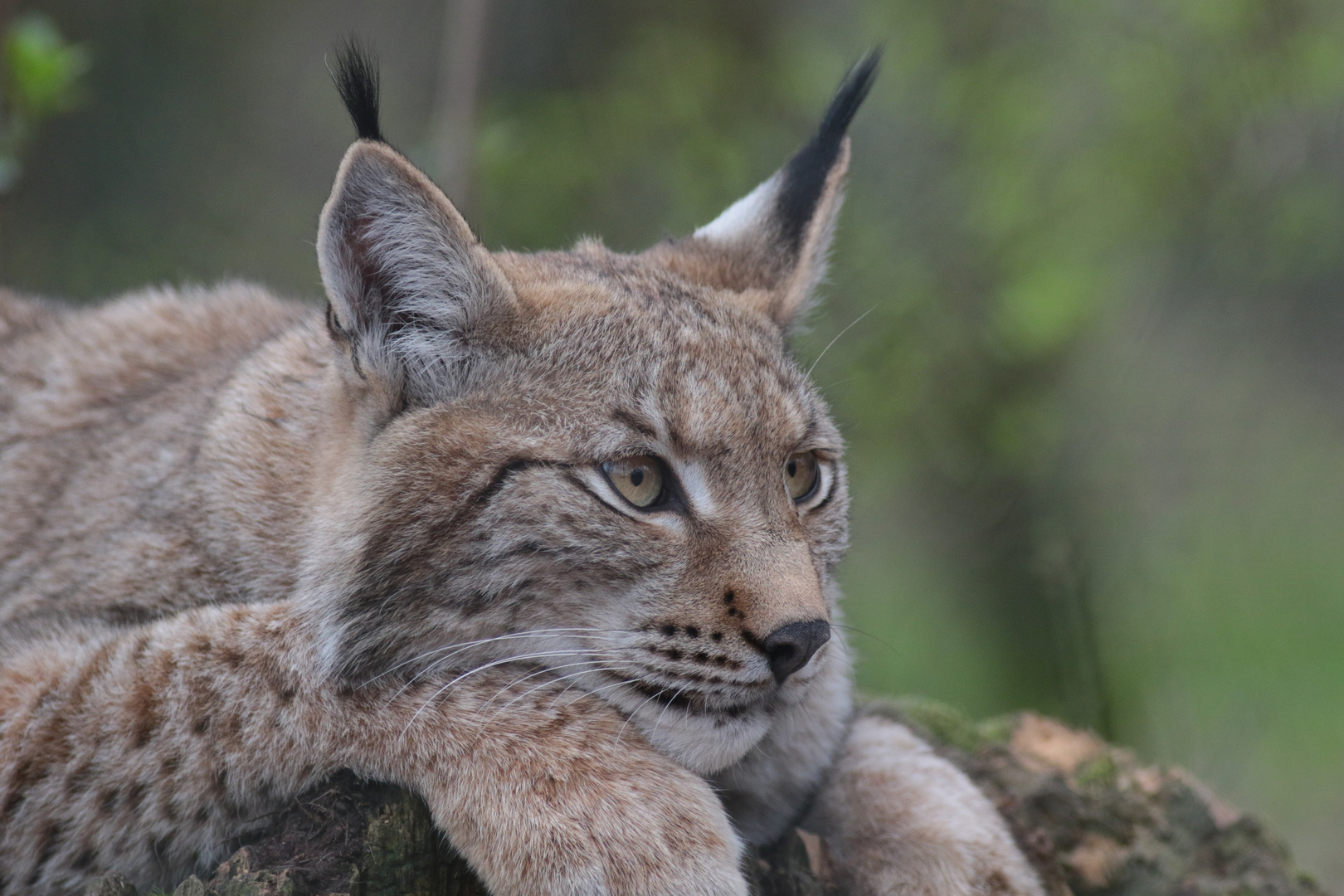 Luchs