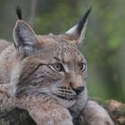 Luchs