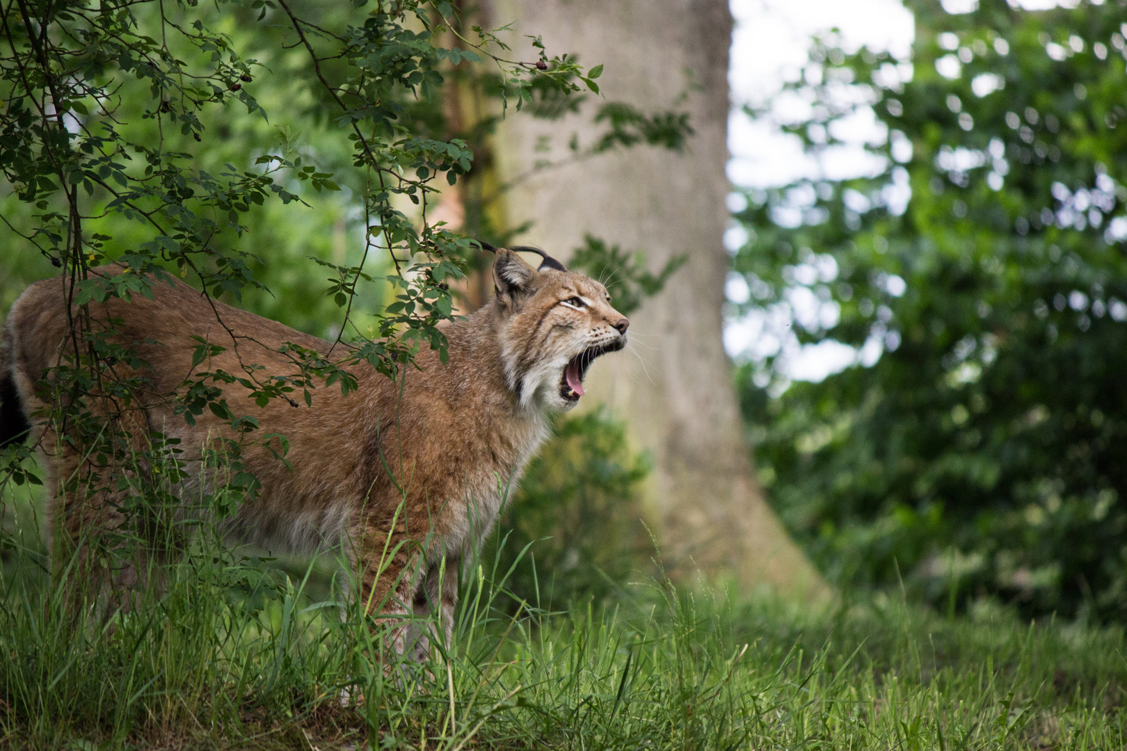 Luchs