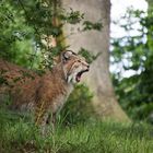 Luchs