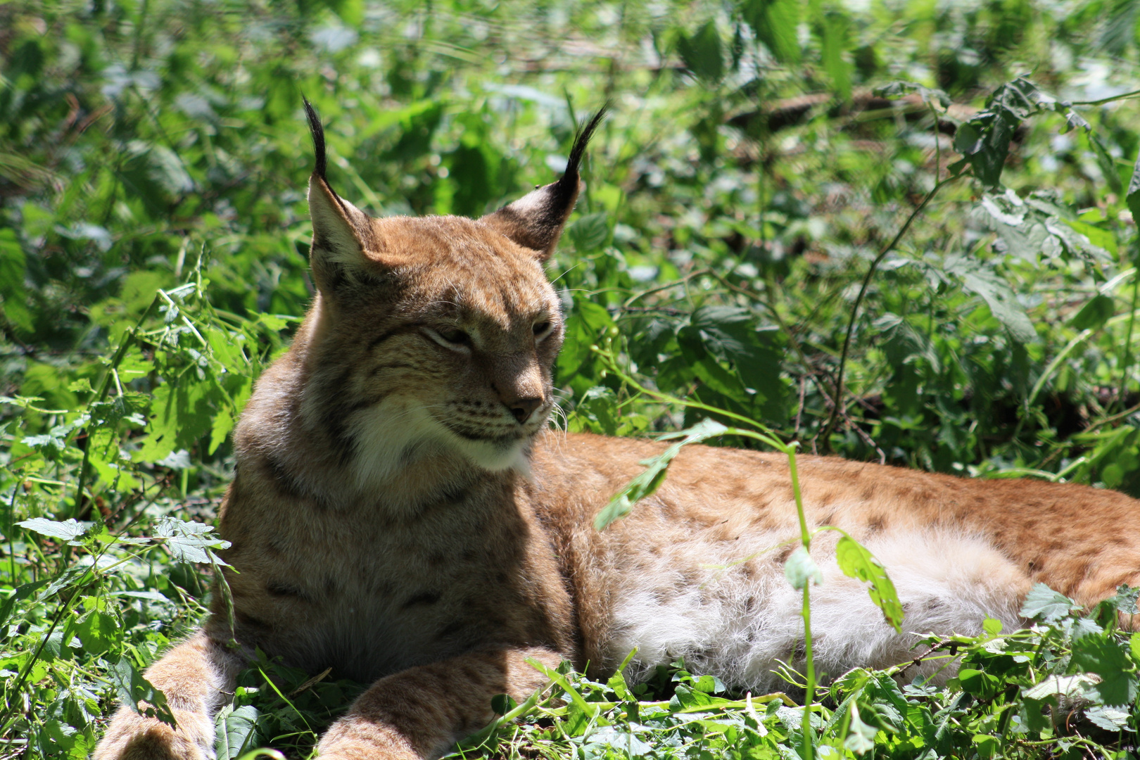 Luchs