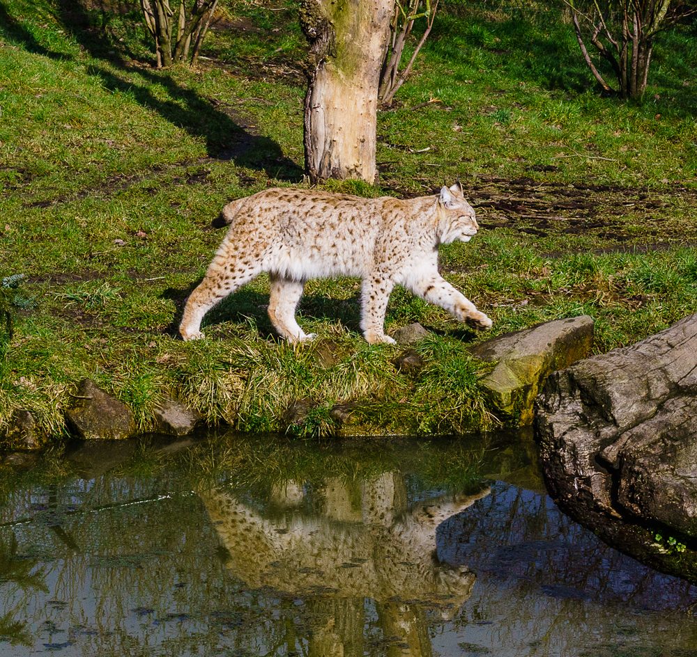 Luchs