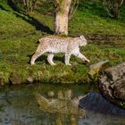 Luchs