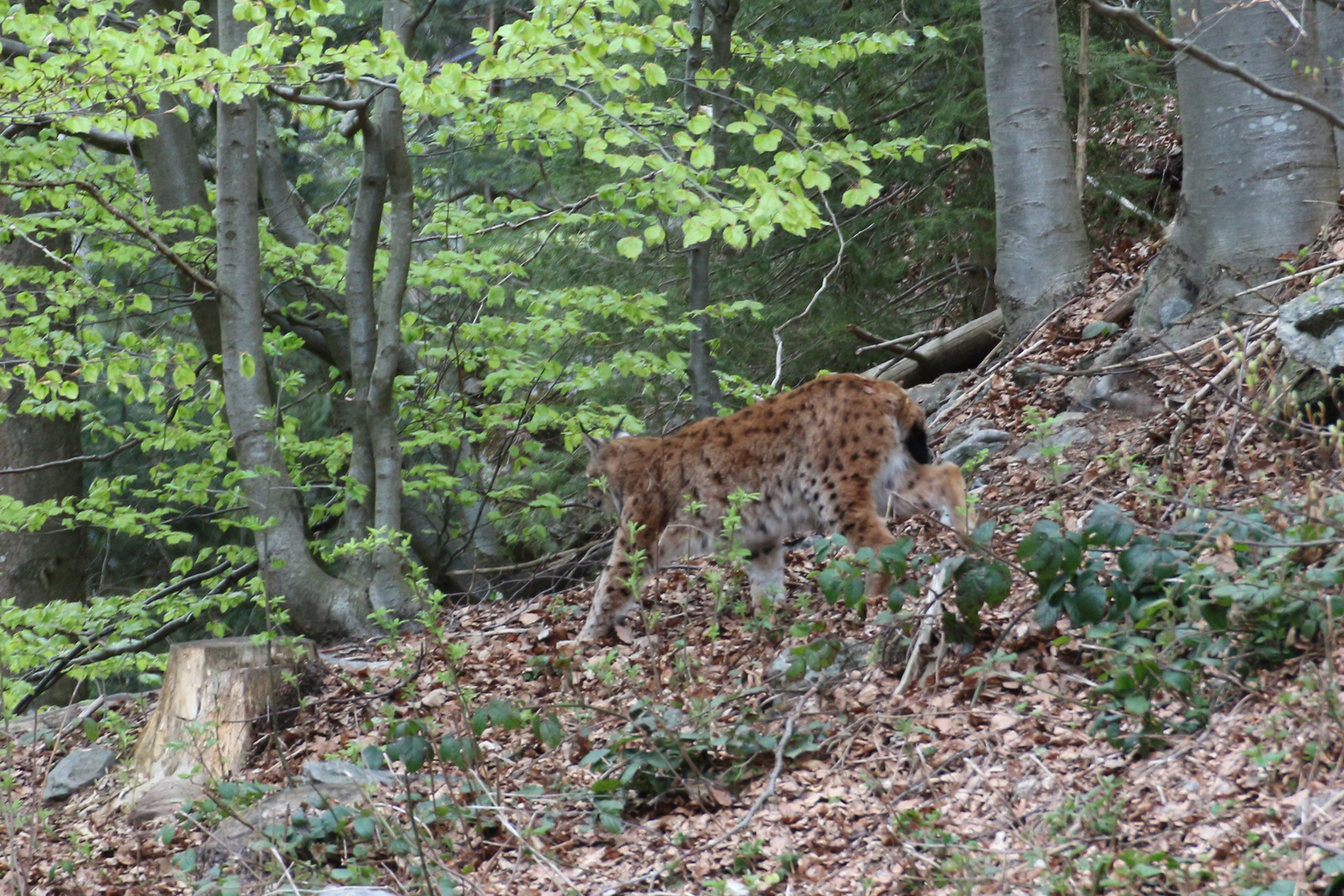 Luchs 4