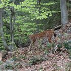 Luchs 4