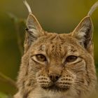 Luchs 4