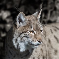 Luchs / 4