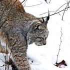 Luchs # 4