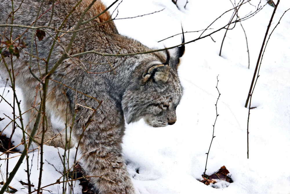 Luchs # 4