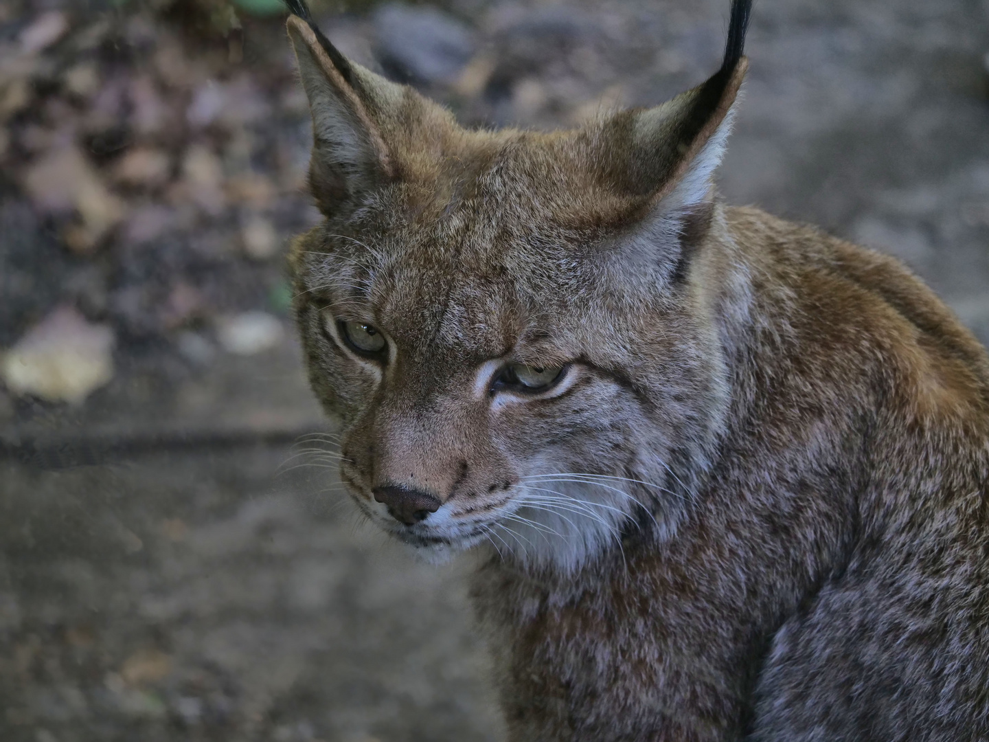 Luchs 4