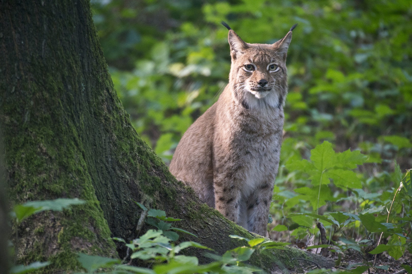 Luchs 4