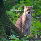 Luchs 4