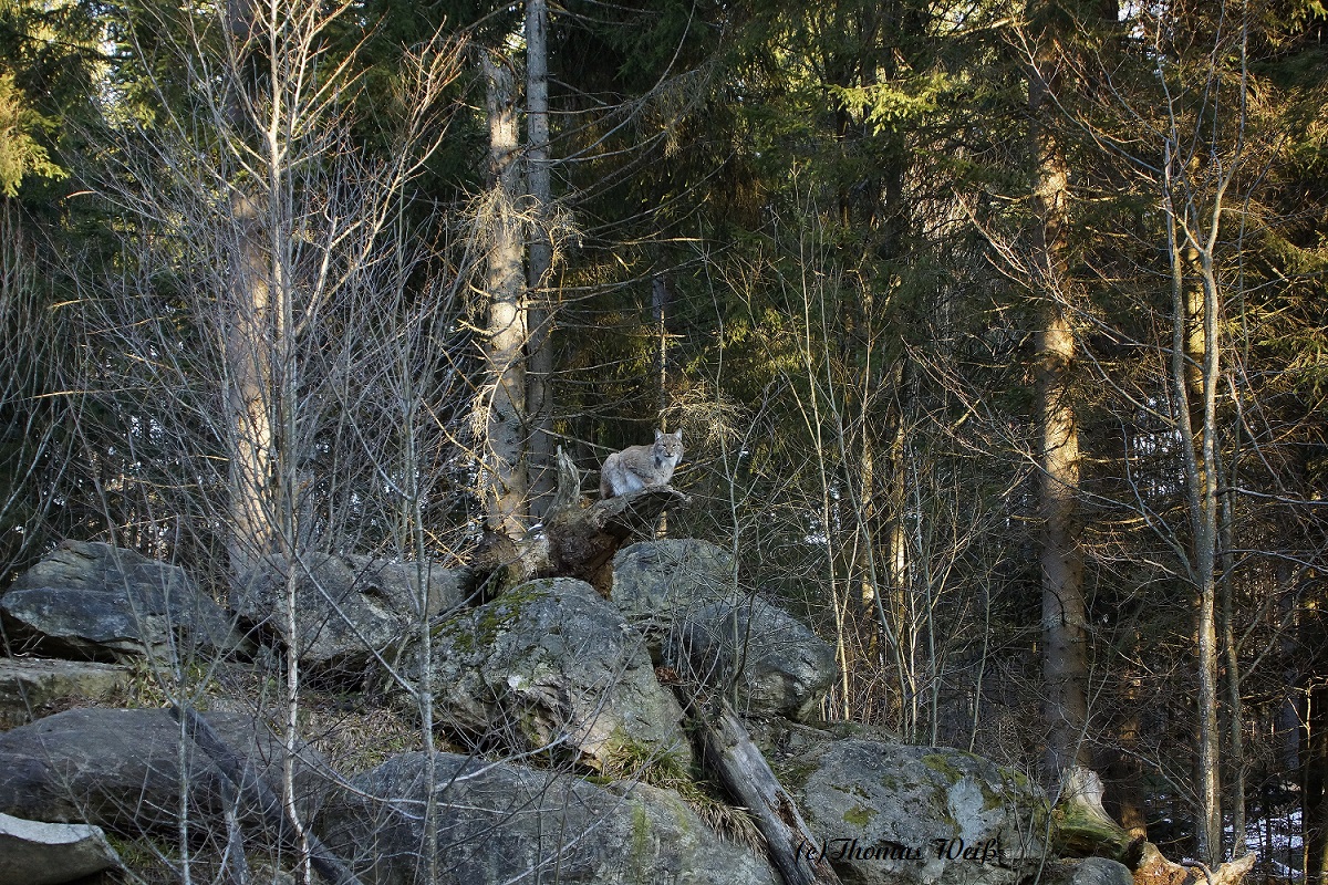 Luchs 4