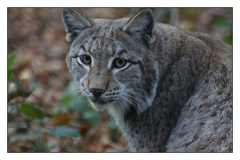 Luchs (4)