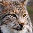 Luchs 4 im Naturwildpark Granat