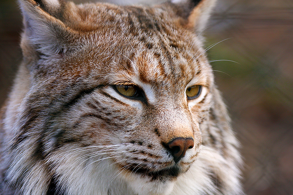 Luchs 4 im Naturwildpark Granat