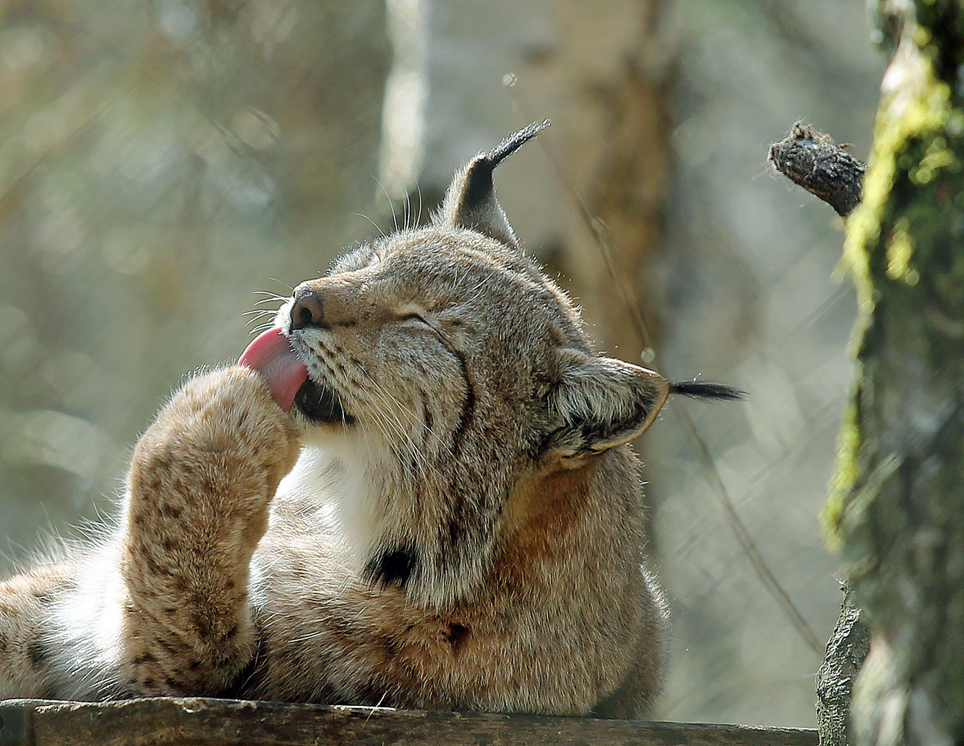 Luchs -4-  Pfotenpflege