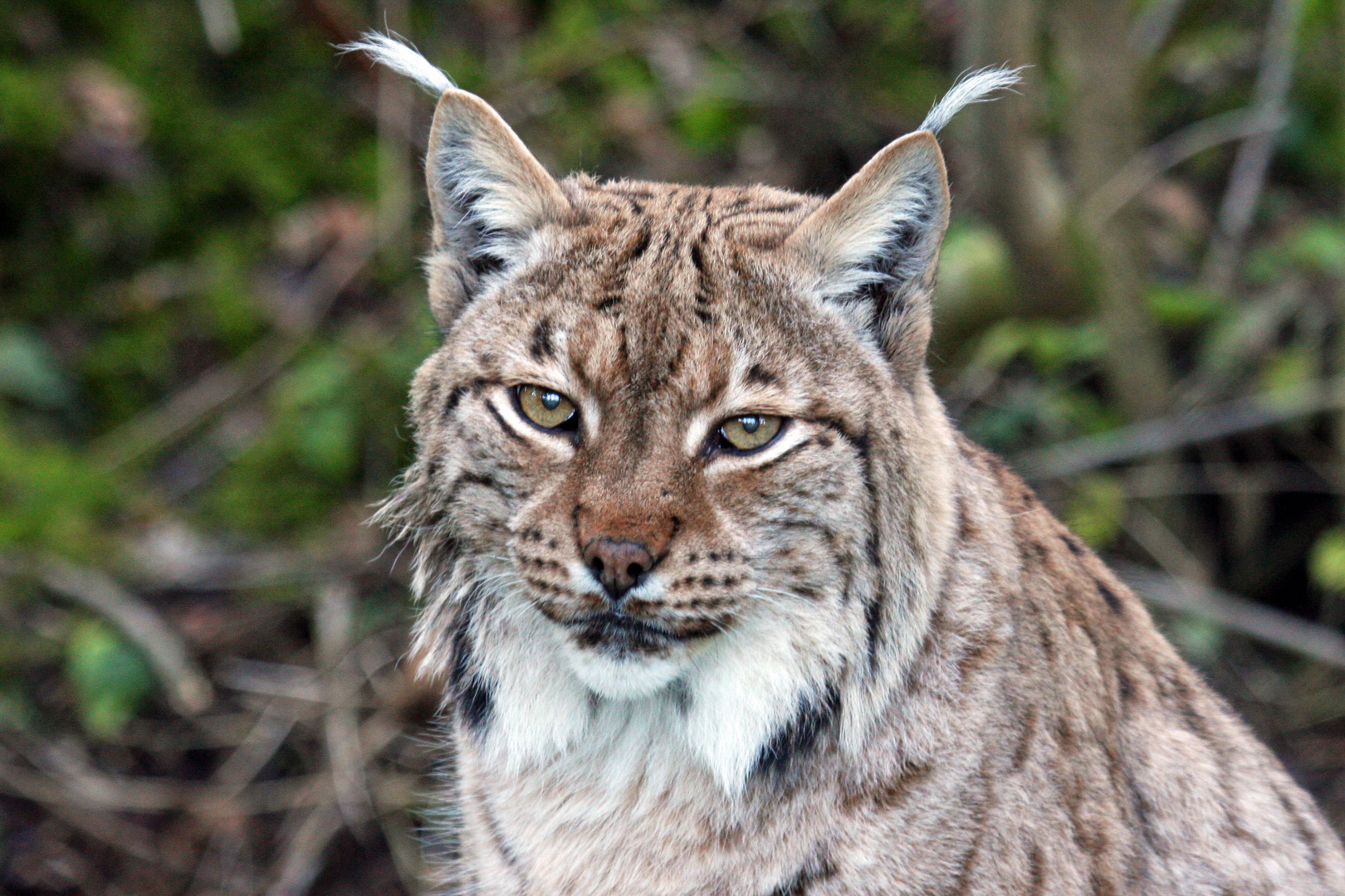 Luchs