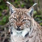 Luchs