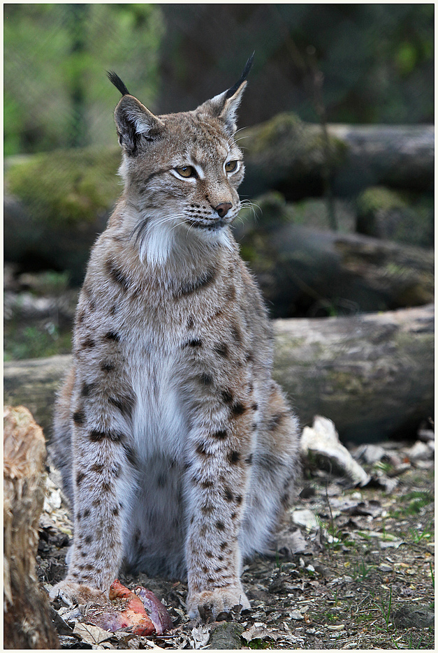 Luchs