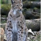 Luchs