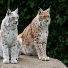 Luchs