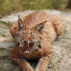 Luchs