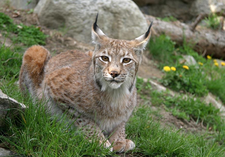 luchs