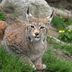 luchs