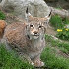 luchs