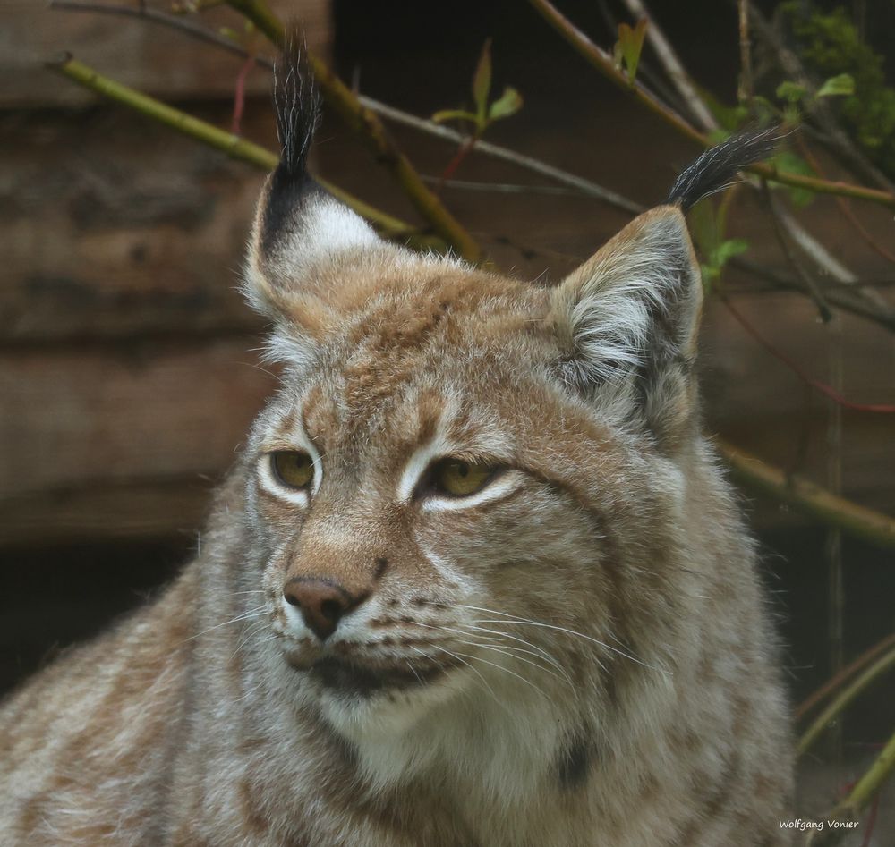 Luchs