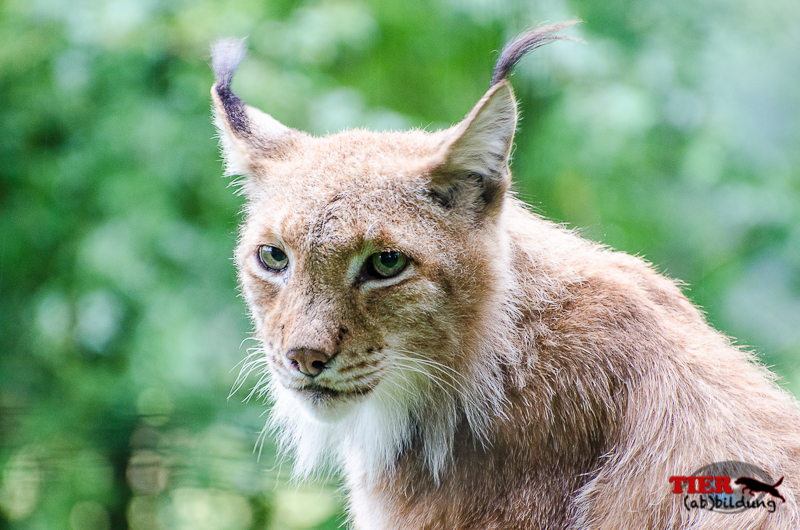 Luchs