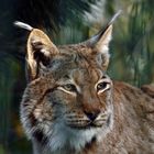 Luchs