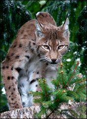 Luchs