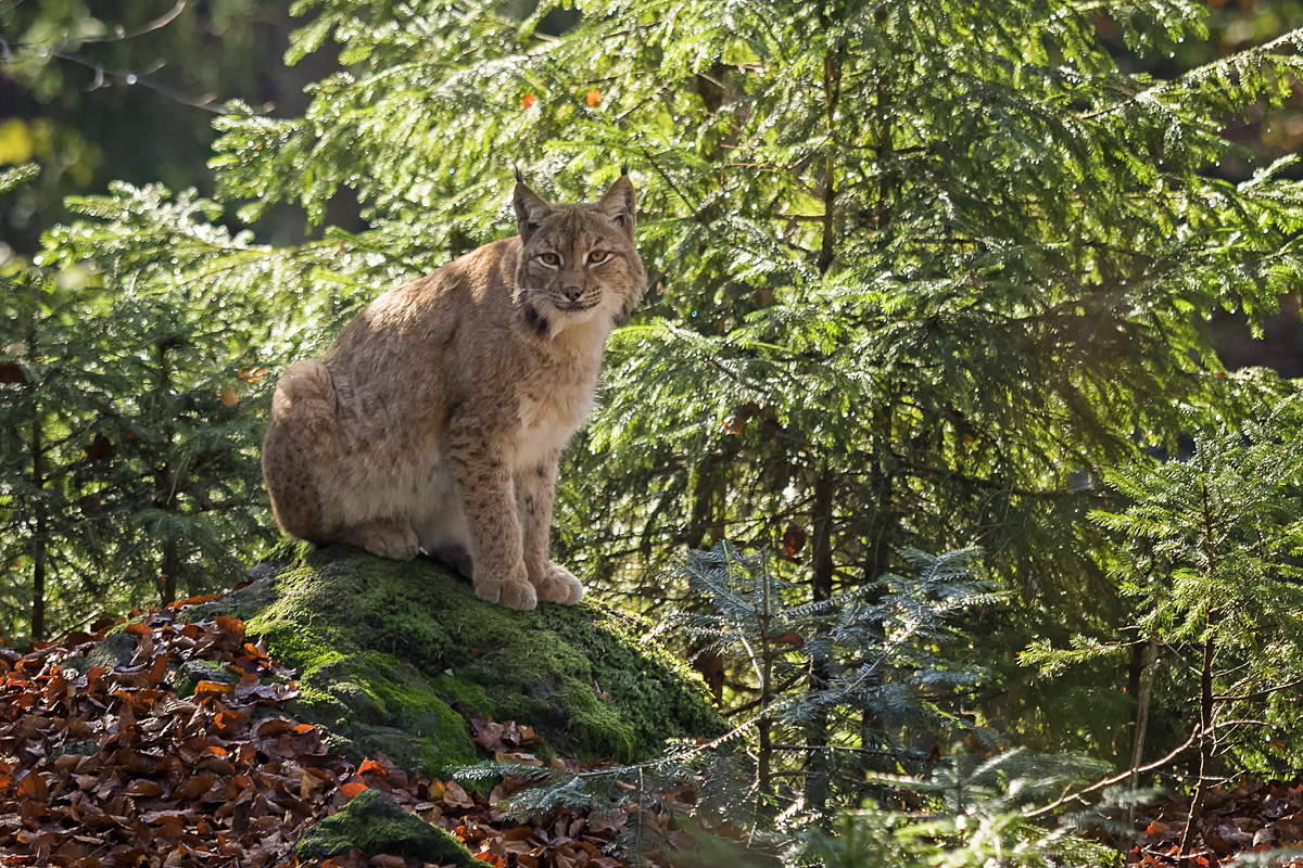 Luchs