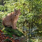 Luchs