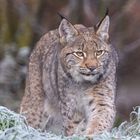 Luchs