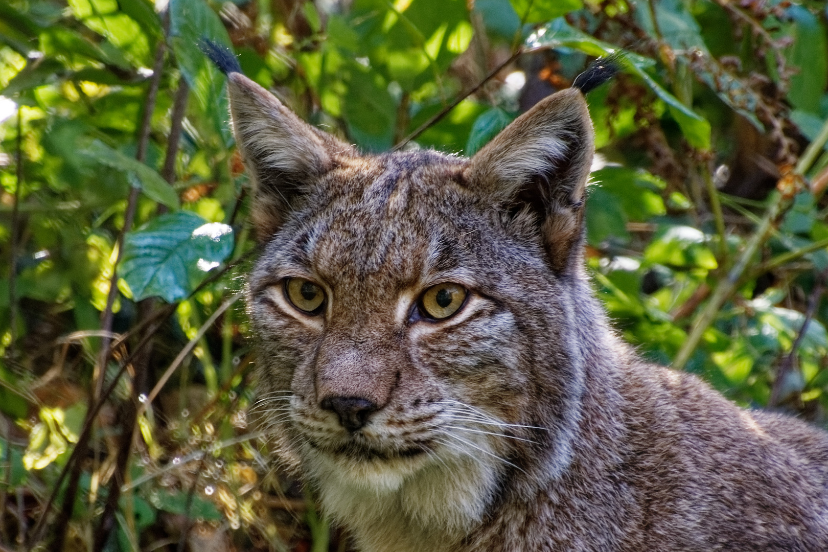 Luchs