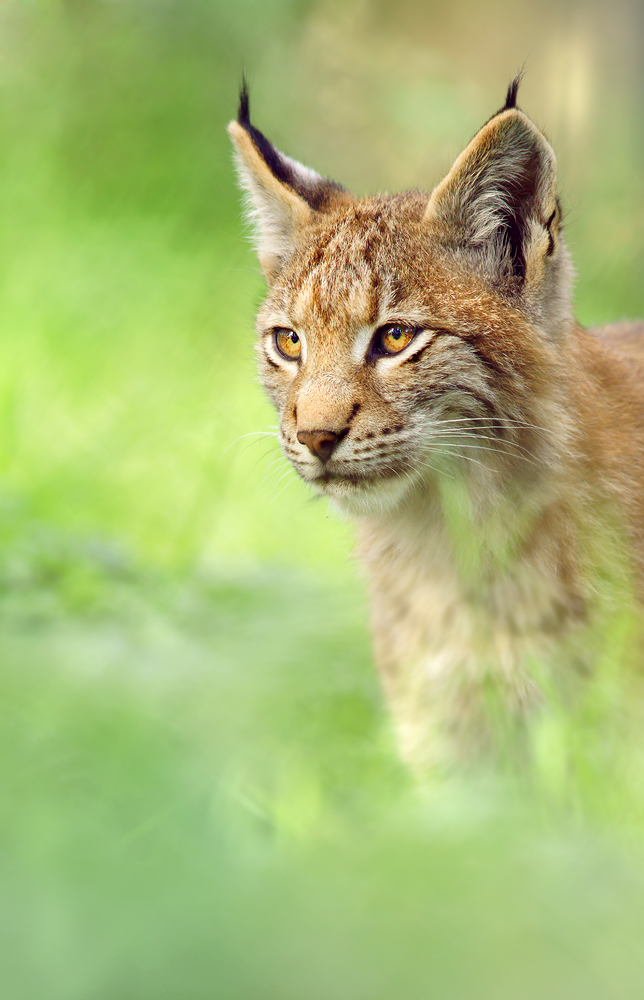 Luchs